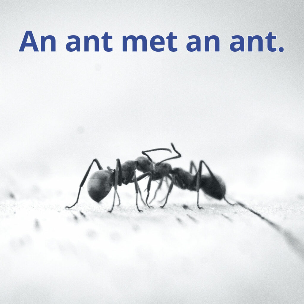 Ants reader image of two ants face to face