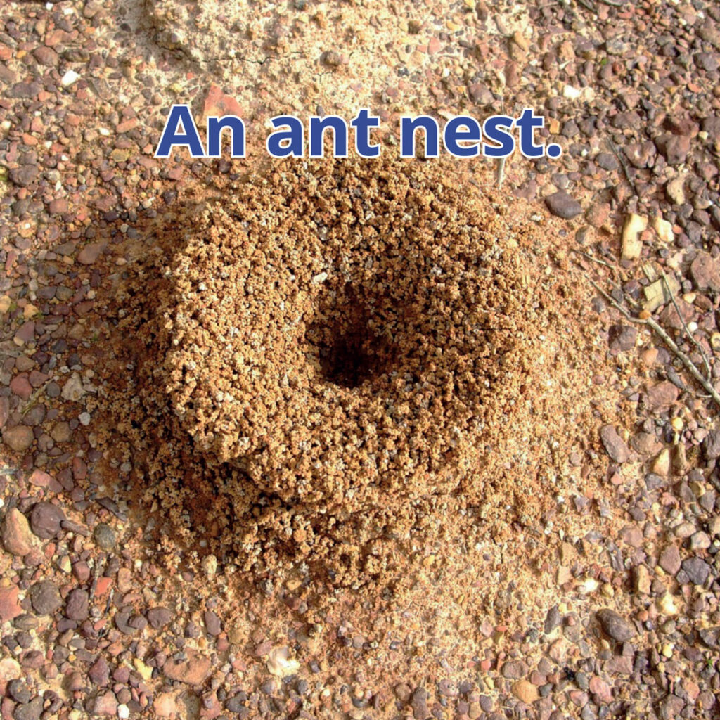 Ants reader image of a hill of dirt with a hole indicating an ant's nest