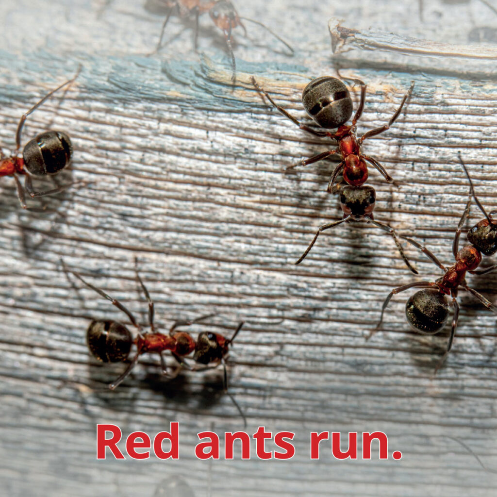 Ants reader image of several red ants on wood