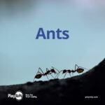 Ants reader cover image of two ants on a hill