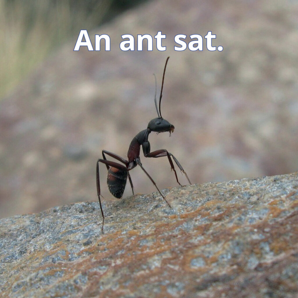 Ants reader image of an ant sitting on a rock